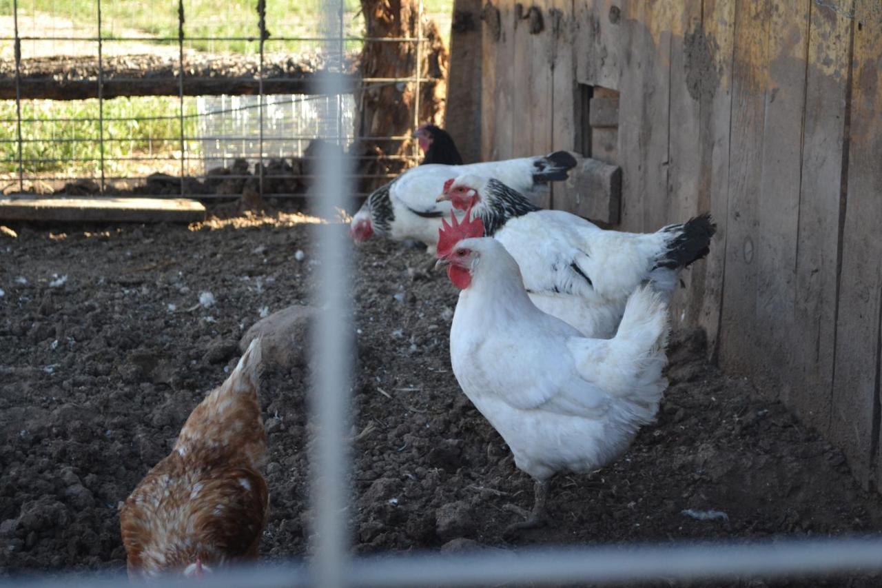 Sevier River Farmhouse 1 ハッチ エクステリア 写真